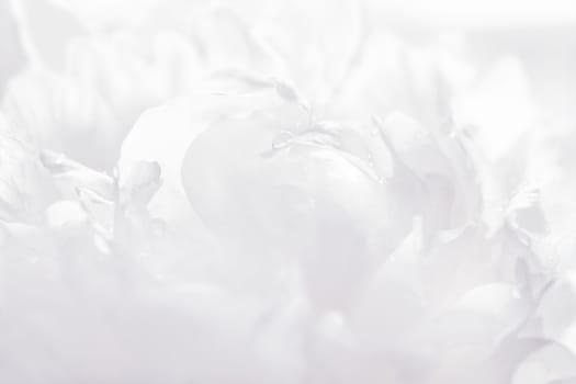 Graceful pastel peony background, great for greeting, valentine's day cards, wedding invitations, etc.