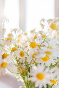Bouquet of camomila flowers at sunlight. Cozy summer morning at home.