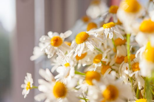 Bouquet of camomiles at sunlight, cozy summer morning at home. Natural summer background, great for greeting cards.
