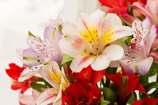 Alstroemeria bouquet. Close up. Natural spring background. Colorful flowers at daylight.