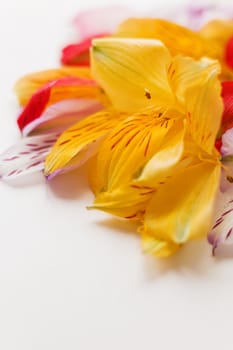 White background with colorful flower petals. Natural floral background. Place for text.