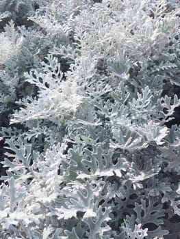 Macro photo of silver ragwort (formerly known as Senecio cineraria or Jacobaea maritima). Close up photo of plant leaves.