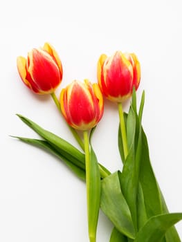 Bunch of red tilups on white background. Three freshly picked colorful flowers. Symbol of spring and romance.