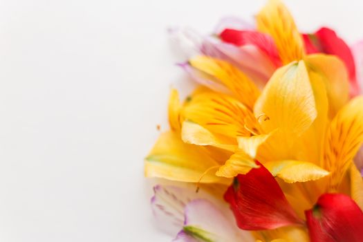 White background with colorful flower petals. Natural floral background. Place for text.