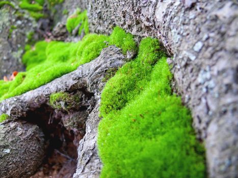 Close up photo of green fluffy moss on rocks. Natural background with plants on stone.