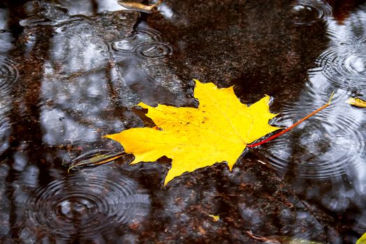 Natural autumn background. Yellow maple leaf in a puddle in the rain.