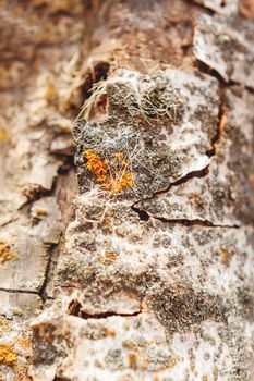 Macro photo of birch tree bark with colorful yellow moss. Natural background.