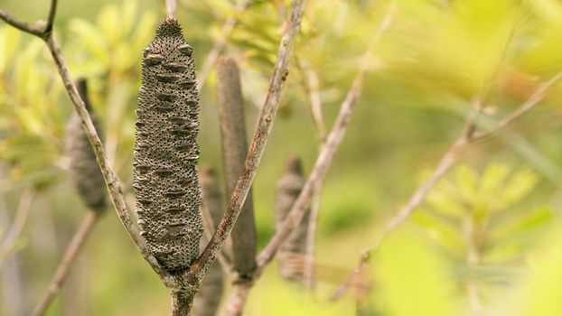 The woody cone or follicle of Australian Banksia or Banksia Serrata, saw-tooth banksia