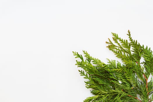 Clear white background with thuja branches. Place for text. Flat lay, top view.