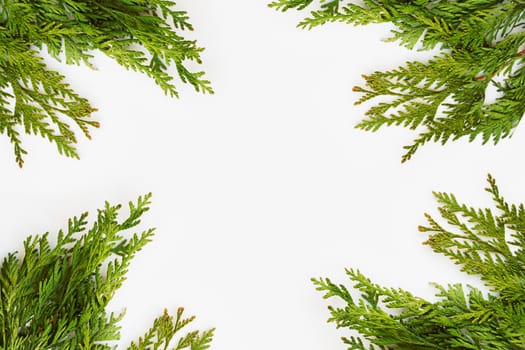 Clear white background with thuja branches. Place for text. Flat lay, top view.