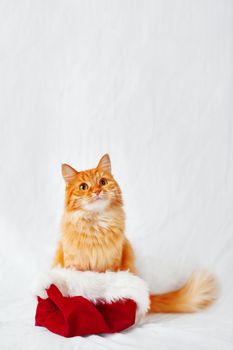 Ginger cat in Santa's hat. Christmas and New Year background with fluffy pet and place for text.