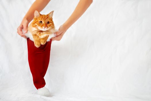 Women holds a red christmas hat with ginger cat in it. Cute christmas cozy background with place for your text. Symbol of christmas present or pet adoption.