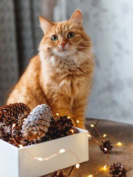 Cute ginger cat is sitting on wooden table near box with pine cones and light bulbs. Scandy style. Preparation for Christmas and New Year celebration.