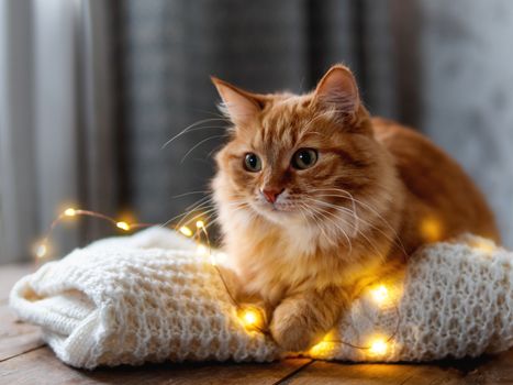 Cute ginger cat is lying on white knitted sweater. Fluffy pet on wooden table with light bulbs. Scandy style. Preparation for Christmas and New Year celebration.