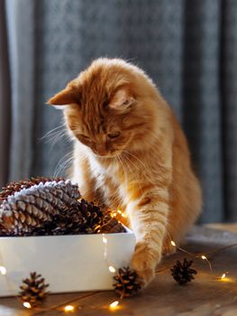 Cute ginger cat is sitting on wooden table near box with pine cones and light bulbs. Scandy style. Preparation for Christmas and New Year celebration.