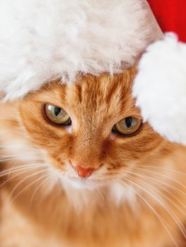 Close up portrait of cute ginger cat in Santa Claus hat. Fluffy pet staring in camera. Christmas or New Year symbol.