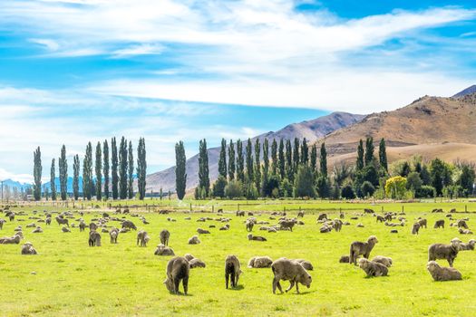 Queenstown in New Zealand. The city of adventure and nature.