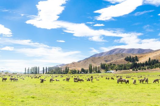 Queenstown in New Zealand. The city of adventure and nature.