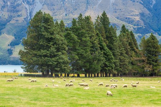 Queenstown in New Zealand. The city of adventure and nature.