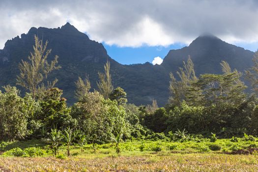 Moorea Island in the French Polynesia.