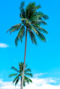 Coconut tree on sunny blue sky and white clouds. Summer and paradise beach concept. Tropical coconut palm tree. Summer vacation on the island. 