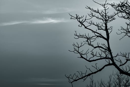 Silhouette dead tree and branch on grey sky background. Black branches of tree. Nature texture background. Art background for sad, dead, lonely, hopeless, and despair. Halloween day background