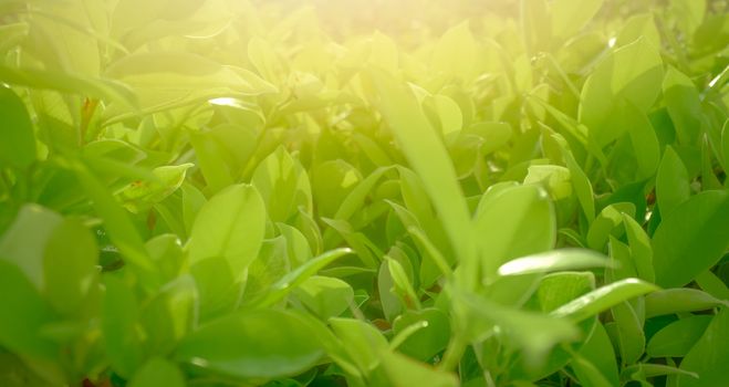 Blurred green leaves in spring with morning sunlight. Green leaf in garden. Greenery wallpaper. Botanical garden. Closeup leaves in spring season. Nice weather in the morning. Plant for fresh air.