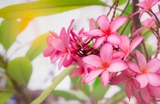 Frangipani flower (Plumeria alba) with green leaves on blurred background. Pink flowers. Health and spa background. Summer spa concept. Relax emotion. Pink flower blooming in tropical garden. 