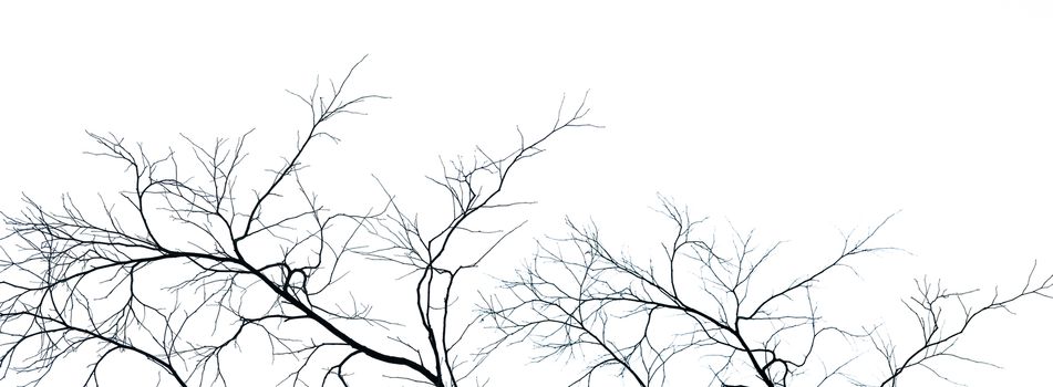 Dead tree and branch isolated on white background. Black branches of tree backdrop. Nature texture background. Tree branch for graphic design and decoration. Art on black and white scene. 