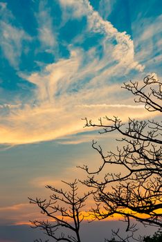 Silhouette dead tree on beautiful sunset or sunrise on golden sky. Background for peaceful and tranquil concept. Light for hope and spiritual. Awakening and inspiration concept. Soul and respect.