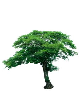 Tree with green leaves isolated on white background. Tropical tree. Ornamental tree for decorative in the garden