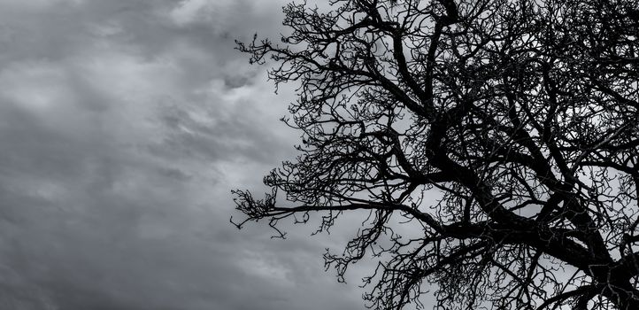 Silhouette dead tree and branch on grey sky background. Black branches of tree. Nature texture background. Art background for sad, dead, lonely, hopeless, and despair. Halloween day background.