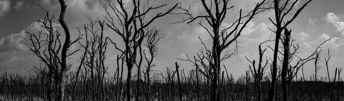 Silhouette dead tree  on dark dramatic sky background for scary or death. Halloween night. Hopeless, despair, and lament concept. Scary forest. Dramatic horror night on Halloween day background. 