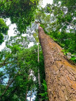 Bottom view of green tree in tropical forest. Bottom view background of tree with green leaves and sun light in the the day. Tall tree in woods. Jungle in Thailand. Asian tropical forest