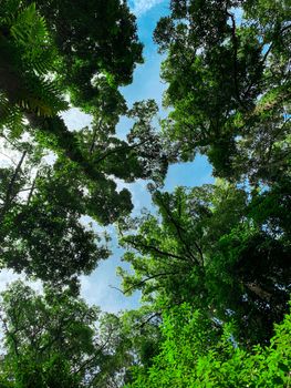 Bottom view of green tree in tropical forest with bright blue sky and white cloud. Bottom view background of tree with green leaves and sun light in the the day. Tall tree in woods. Jungle in Thailand