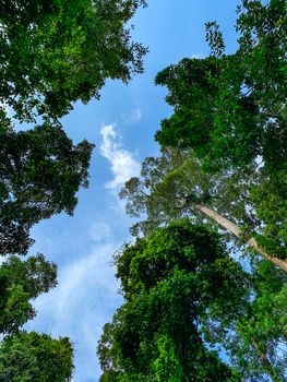 Bottom view of green tree in tropical forest with bright blue sky and white cloud. Bottom view background of tree with green leaves and sun light in the the day. Tall tree in woods. Jungle in Thailand