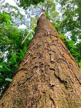 Bottom view of tall tree in tropical forest. Bottom view background of tree with green leaves and sun light in the the day. Tall tree in woods. Jungle in Thailand. Asian tropical forest. Tree bark