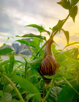 Snail climbing on plant in the evening beside the river opposite landmark building of Singapore at sunset. Slow life concept. Slow travel in Singapore. Snail in garden. Closeup invertebrate animal.