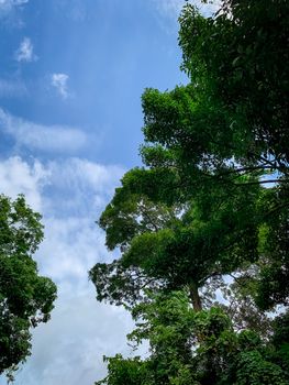 Bottom view of green tree in tropical forest with bright blue sky and white cloud. Bottom view of tree with green leaves. Tall tree in woods. Tropical forest. Nature landscape.