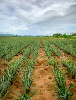 Pineapple plantation. Landscape pineapple farm and mountain. Plnat cultivation. Growing pineapple in organic farm. Argiculture industry. Green pineapple tree in field and white sky and clouds.