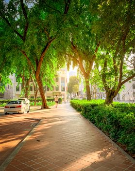 Path in park beside the road in the city. Green tree in garden in the morning. Car parking area for rental in Singapore. A man walking on pathway. Urban outdoor activity. Summer sunlight. Green city.