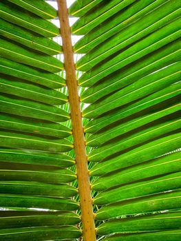 Under coconut leaves and stalk at tropical beach. Closeup palm tree. Coconut leaves pattern. Summer vacation background. Texture green leaf of palm. Tropical environment. Resort decoration.
