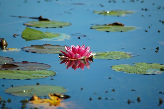 A blossoming pink lotus flower on a waterlilly pond in late afternoon sunshine.