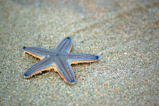 A starfish on a sandy beach in Goa, India.