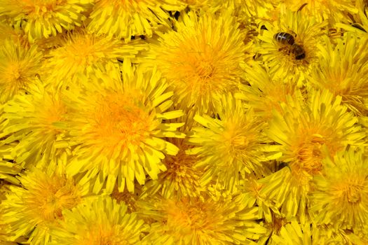 Blossoms of Taraxacum officinale and a bee