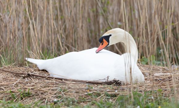 White swan on a nest in the Netherlands