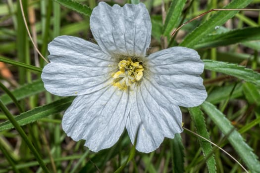 A white flower, with yellow pollen visible, on the hiking trail to the Grotto in the Drakensberg