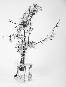 beautiful twig of blooming fruit tree on a white background