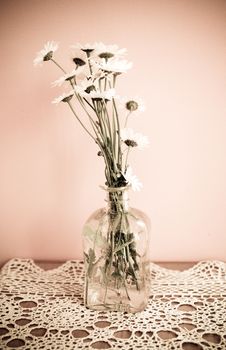 beautiful bouquet of white summer camomiles in a vase on an orange background