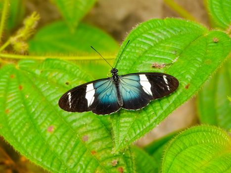 Butterfly native to the tropical rainforest of Costa Rica